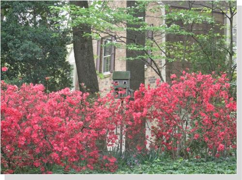 Azaleas at a home in Annandale